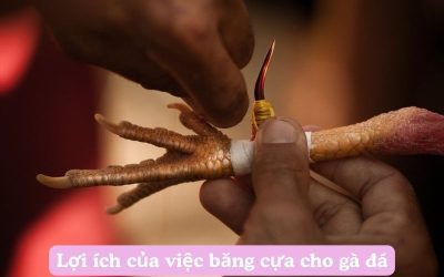 Khám Phá Cách Băng Cựa Cho Gà Đá