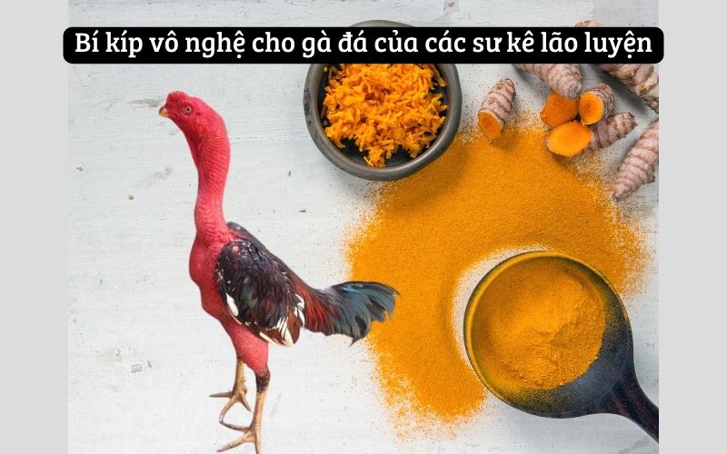 Chia Sẻ Bí Kíp Vô Nghệ Cho Gà Đá Chuẩn Mà Các Sư Kê Nên Biết