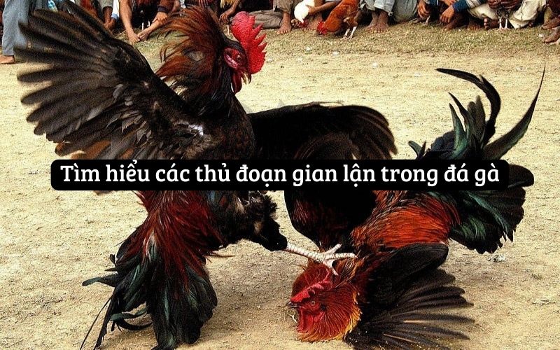 Bí Mật Về Các Chiêu Bịp Khi Đá Gà Mà Người Chơi Nên Biết