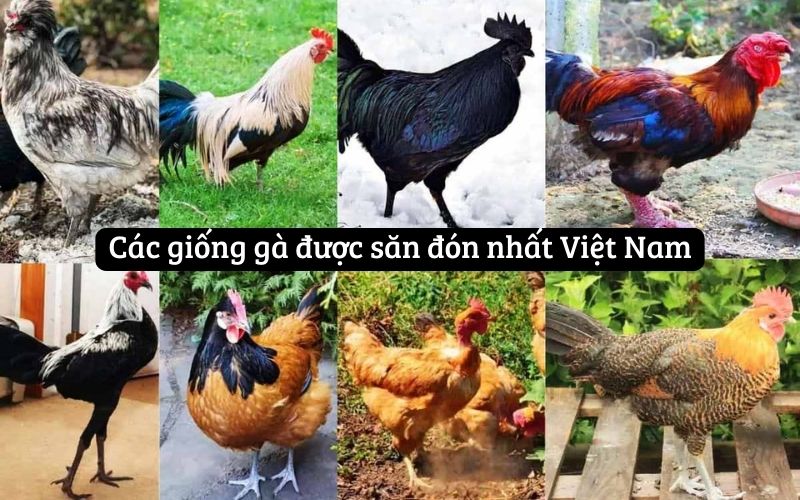 Các giống gà được săn đón nhất Việt Nam