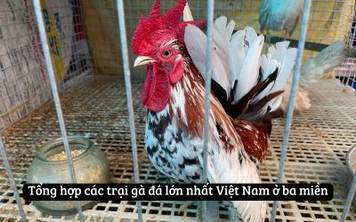 Khám Phá Các Trại Gà Đá Lớn Nhất Việt Nam Được Nhiều Sư Kê Tin Tưởng