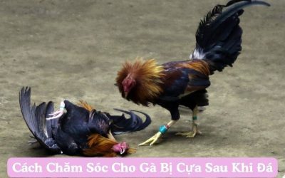 Cách Chăm Sóc Cho Gà Bị Cựa Sau Khi Đá