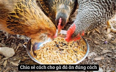 Khám Phá Chi Tiết Về Cách Cho Gà Đá Ăn Đúng Cách Từ Sư Kê