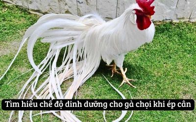 Cách Ép Cân Gà Chọi Khoa Học Không Gây Ảnh Hưởng Đến Sức Khỏe