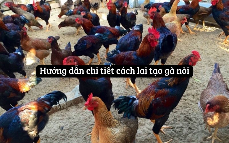 Bí Quyết Thành Công Trong Cách Lai Tạo Gà Nòi