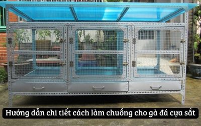 Khám Phá Cách Làm Chuồng Cho Gà Đá Cựa Sắt Hiện Nay