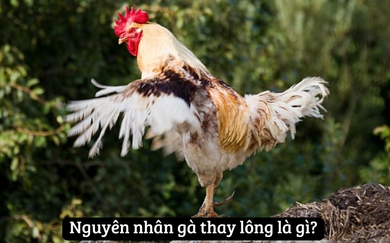 Nguyên nhân gà thay lông là gì?