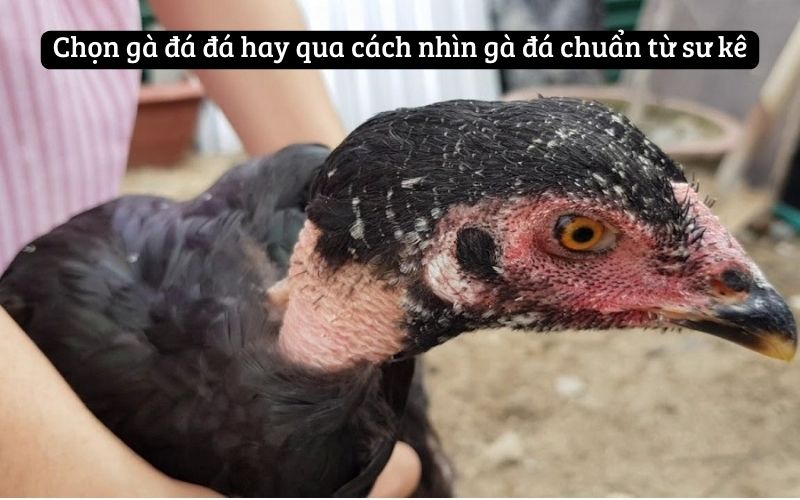 Bật Mí Cách Nhìn Gà Đá Chuẩn Từ Sư Kê