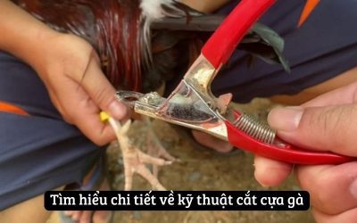 Tầm Quan Trọng Và Ý Nghĩa Của Cắt Cựa Gà Trong Đấu Gà Đá