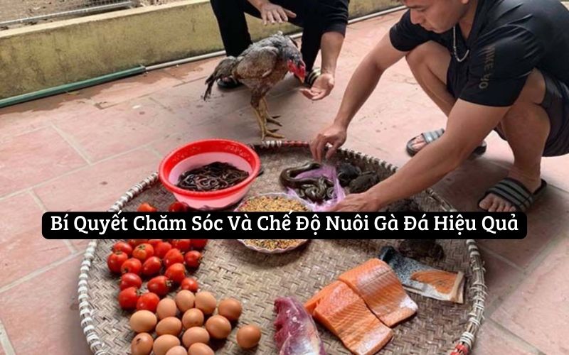 Bí Quyết Chăm Sóc Và Chế Độ Nuôi Gà Đá Hiệu Quả