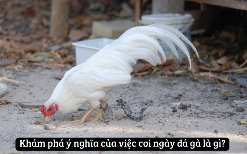 Khám phá ý nghĩa của việc coi ngày đá gà là gì?