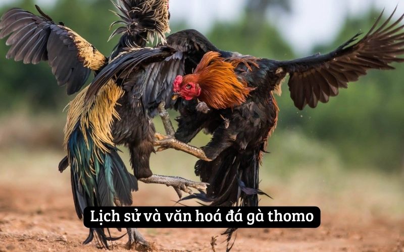 Lịch sử và văn hoá đá gà thomo