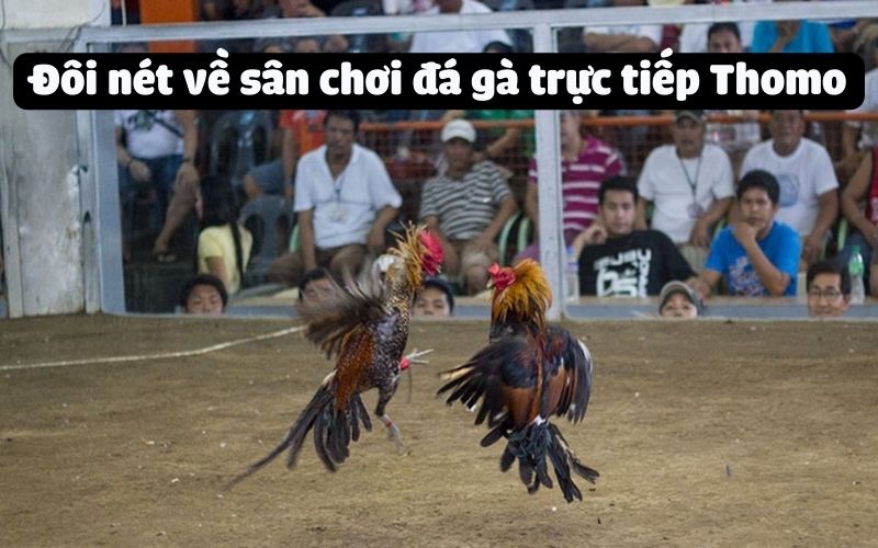 Sân Chơi Đá Gà Trực Tiếp Thomo Thú Vị