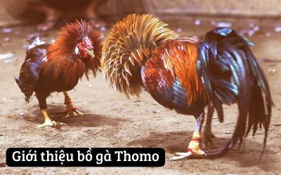 Đá Gà Trực Tiếp Thomo – Bộ Môn Giải Trí Cá Cược Thú Vị Nhất Hiện Nay