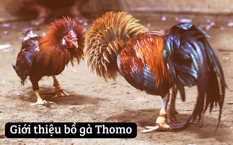 Giới thiệu bồ gà Thomo