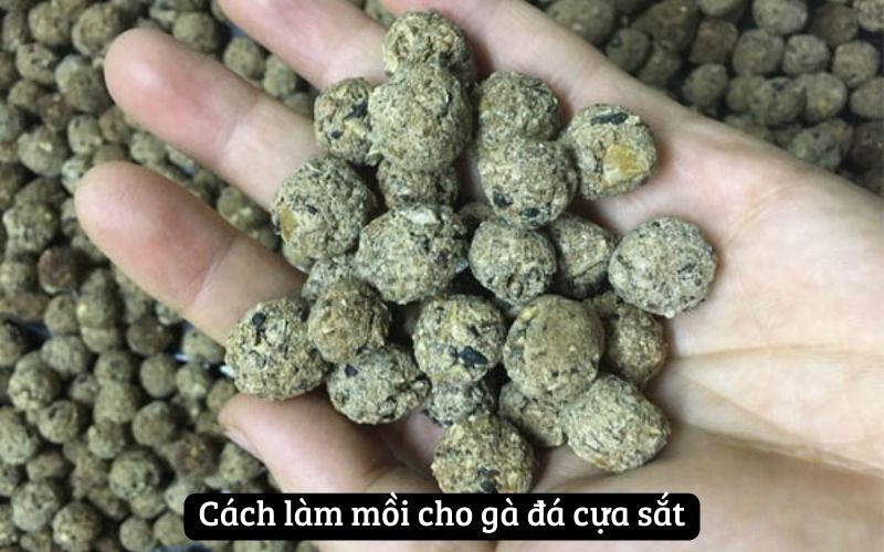 Cách Vô Mồi Cho Gà Đá Cựa Sắt – Giúp Gà Sung Mãn Và Bền Bỉ Trong Trận Đấu