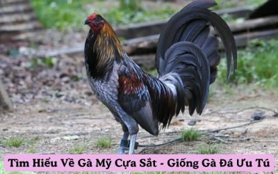 Tìm Hiểu Về Gà Mỹ Cựa Sắt – Giống Gà Đá Ưu Tú