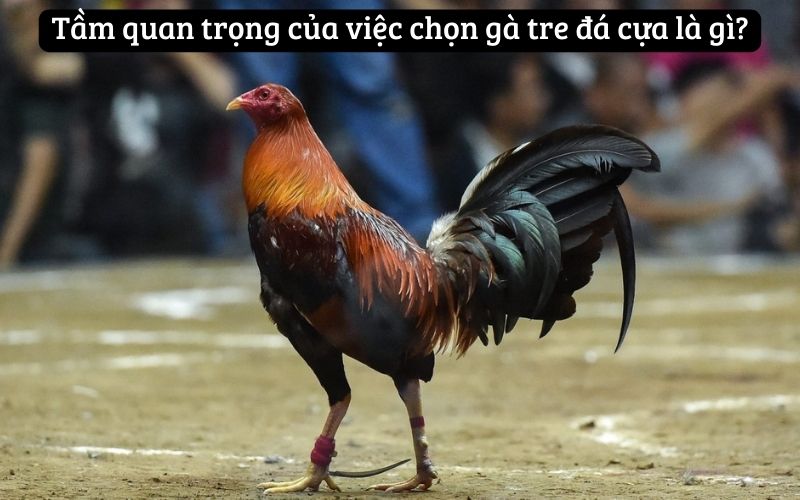 Bật Mí Cách Chọn Gà Tre Đá Cựa Chuẩn Từ Cao Thủ