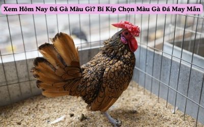 Xem Hôm Nay Đá Gà Màu Gì? Bí Kíp Chọn Màu Gà Đá May Mắn