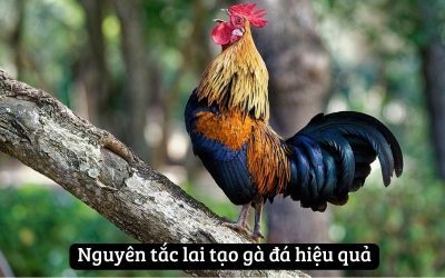 Những Kỹ Thuật Đổ Gà Đá Tạo Ra Chiến Kê Dũng Mãnh