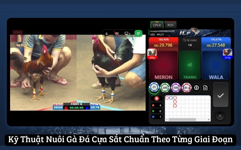 Kỹ Thuật Nuôi Gà Đá Cựa Sắt Chuẩn Theo Từng Giai Đoạn