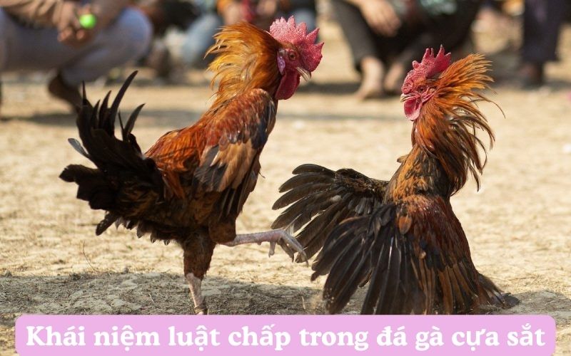 Khái niệm luật chấp trong đá gà cựa sắt