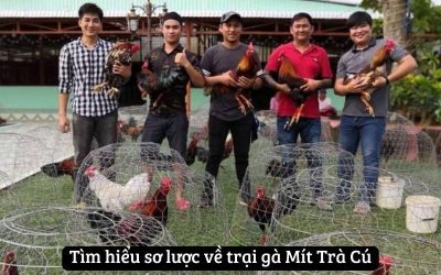 Trại Gà Mít Trà Cú – Địa Chỉ Nuôi Chiến Kê Hàng Đầu Việt Nam