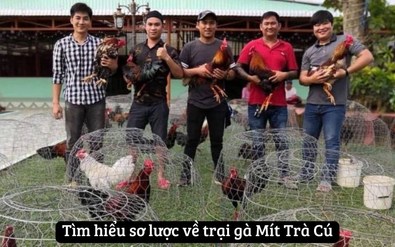 Tìm hiểu sơ lược về trại gà Mít Trà Cú