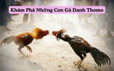 Khám Phá Những Con Gà Danh Thomo