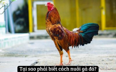 Kinh Nghiệm Nuôi Gà Đá Thành Công Từ Các Trại Gà Hàng Đầu