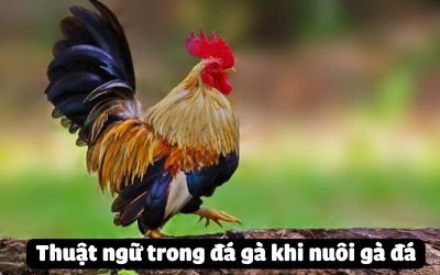 Khám Phá Các Thuật Ngữ Trong Đá Gà Chi Tiết