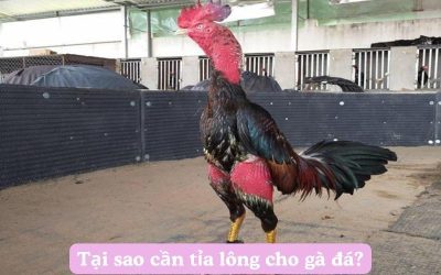 Khám Phá Cách Tỉa Lông Cho Gà Đá Cựa Sắt