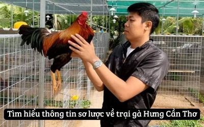 Khám Phá Chi Tiết Về Trại Gà Hưng Cần Thơ