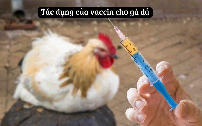 Tác dụng của vaccin cho gà đá