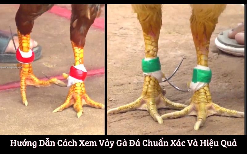 Hướng Dẫn Cách Xem Vảy Gà Đá Chuẩn Xác Và Hiệu Quả