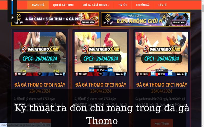 Bí quyết thi đấu đá gà Thomo chiến thắng lớn