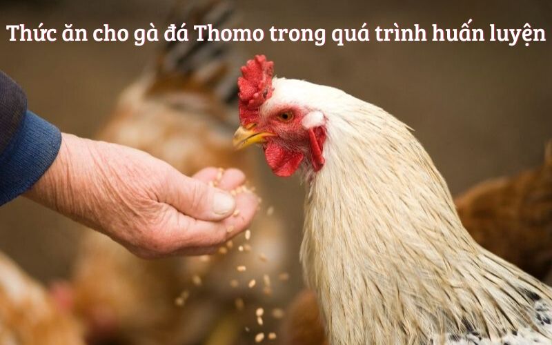 Cách Huấn Luyện Gà Thomo Chuyên Nghiệp Trong Các Trận Đá Gà Thomo