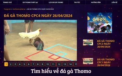 Trải Nghiệm Đá Gà Thomo Hấp Dẫn Tại Nhà Cái MCW