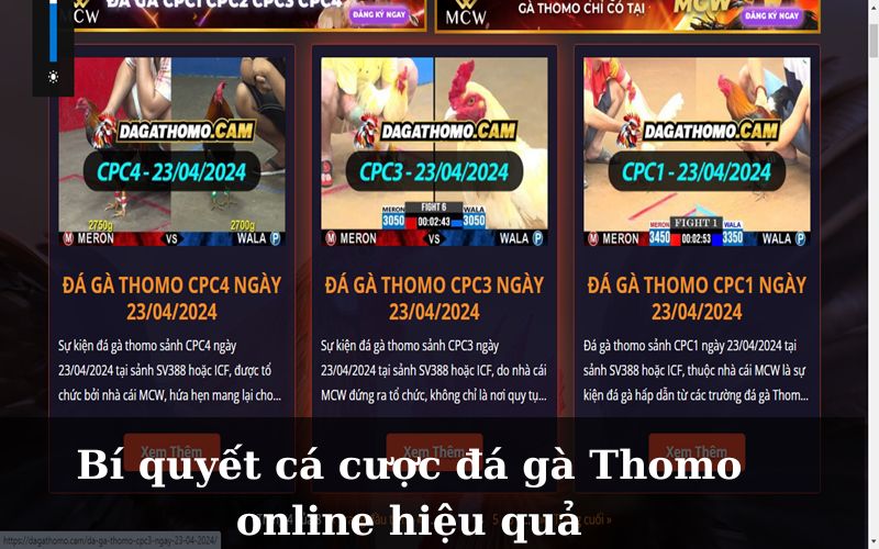 Đá gà Thomo online – Trải nghiệm mới tại nhà cái MCW