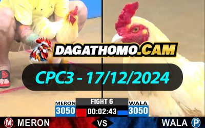 ĐÁ GÀ THOMO CPC3 NGÀY 17/12/2024