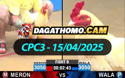 ĐÁ GÀ THOMO CPC3 NGÀY 15/04/2025