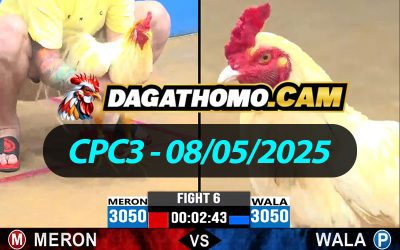 ĐÁ GÀ THOMO CPC3 NGÀY 08/05/2025
