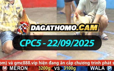ĐÁ GÀ THOMO CPC5 NGÀY 22/09/2025